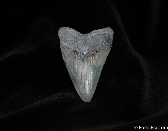 / Inch South Carolina Megalodon Fossil #115
